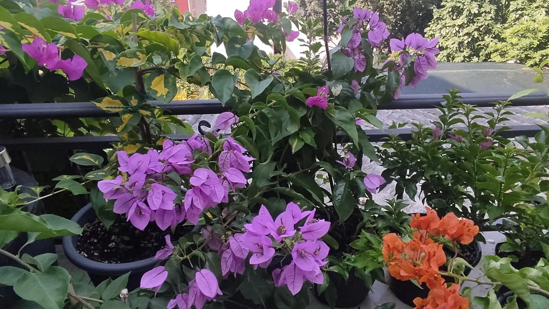 Apartman Bella Vista Rijeka Apartment Croatia