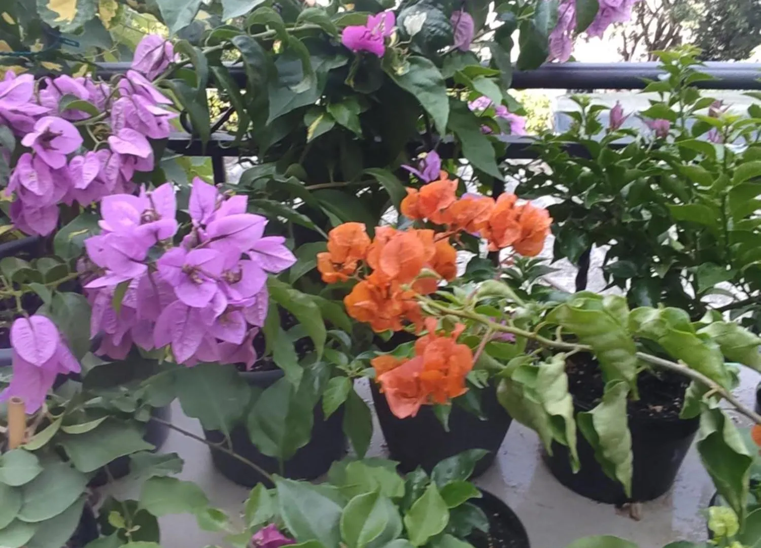Apartman Bella Vista Rijeka Apartment